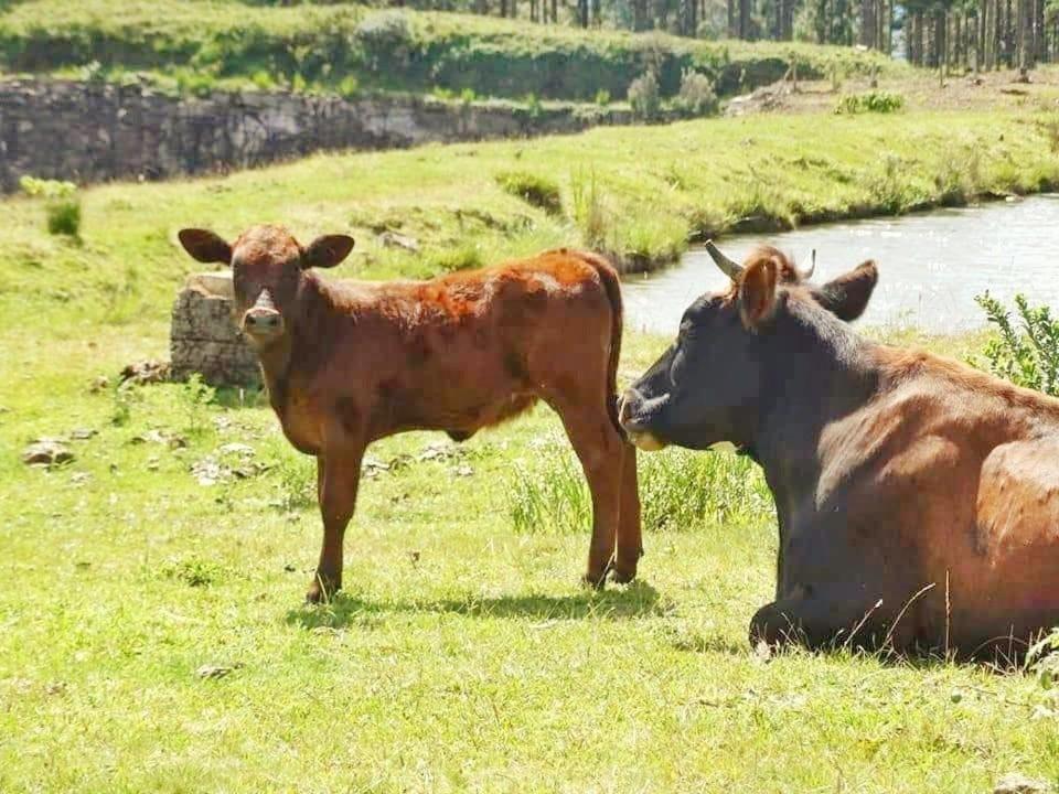 Pousada Rural Vale Da Neblina 乌鲁比西 外观 照片